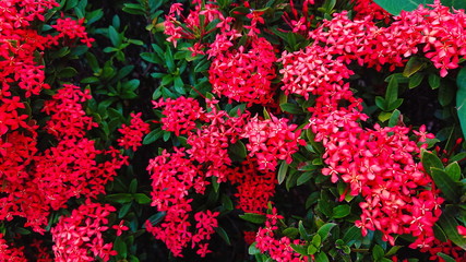 Spike flower Tropical red bloom floral 