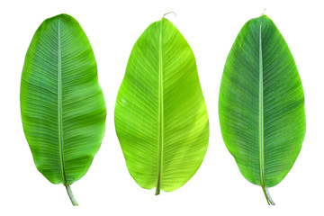 Obraz premium Isolated of collection banana leaf on white background