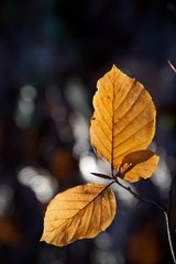 autumn leaves in the forest