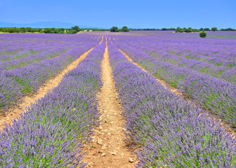 Fototapeta premium Colorful landscape view of the lavender cultivation rows fields during the july lavender festival near the medieval town of Brihuega, Guadalajara, Alcarria, Castilla la Mancha, Spain.