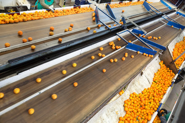 Production facilities for mandarins on agricultural farm