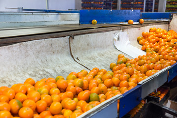 Production facilities for mandarins on agricultural farm © JackF