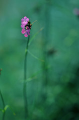 Little pink purple single flower