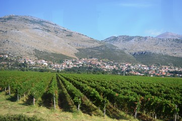 landscape of vineyards under the hill