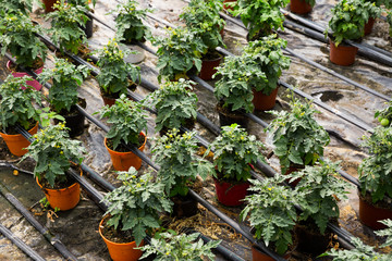 Growing tomatoes in greenhouse