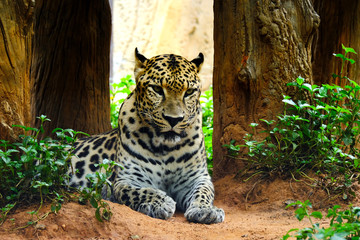 Leopard predator in the wild and very beautiful in nature. 