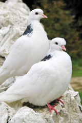 Pigeons close up in summer in the Park. Two snow-white doves sitting on the rocks.