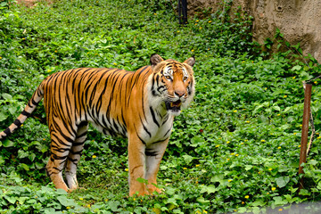 Tiger are king in the wild and beautiful in nature.