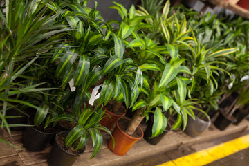 Houseplant Yucca elephantides on the shelf in a flower shop