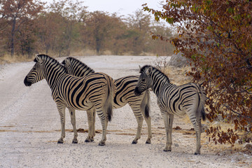 Fototapeta na wymiar Disappearing Act zebras crossing road