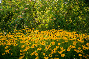 Apple orchard. Autumn garden background. Autumn Harvest