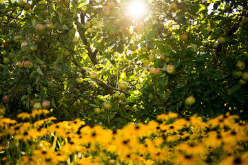 Apple orchard. Autumn garden background. Autumn Harvest