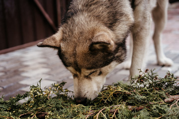 alaskan malamute plays with thuja branches, selective focus