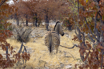 Zebra from behind in the Etosha National Park, Namibia.