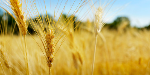 plantation of wheat field with close up of wheat ear