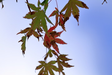 The maples have put on their autumn colours