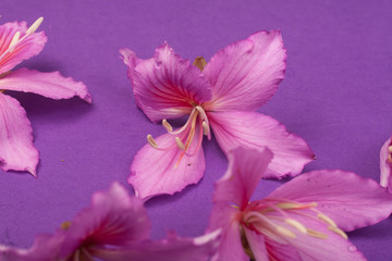 purple flowers on a purple background