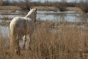Obraz na płótnie Canvas Camargue horse in the lagoon.