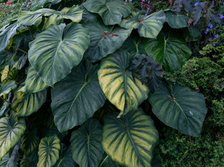 Green leaves background. Natural tropical background nature forest jungle foliage.