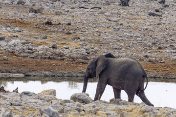 Fototapeta na wymiar Adult African elephant drinking at a watering hole in Etosha National Park in Namibia, Africa