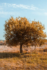 tree in autumn