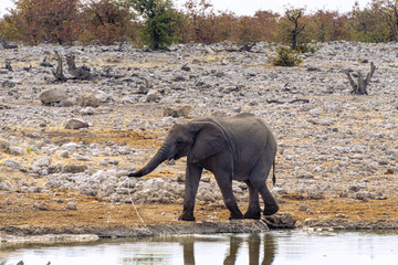 baby Elephant drinking the water of the swamp
