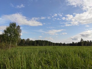 green wheat field and blue sky