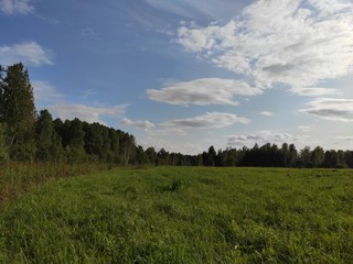 Obraz premium field of green grass and blue sky