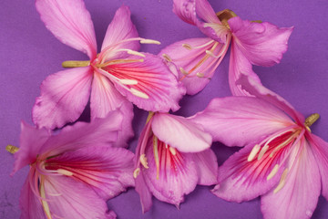 purple flowers on a purple background