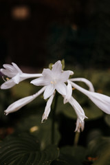 white lily flower in the flowerbed