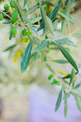 green olives growing in olive tree ,in mediterranean landscape