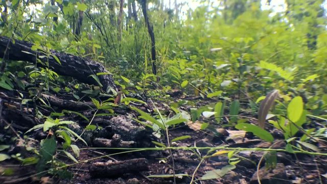 Lateritic soil, forests, and nature