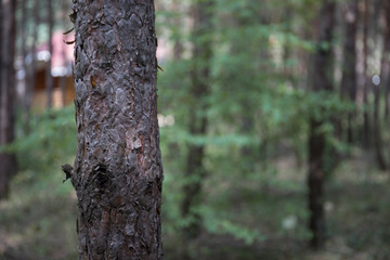Bark of Pine Tree close up. Beautiful pine forest at summer time.