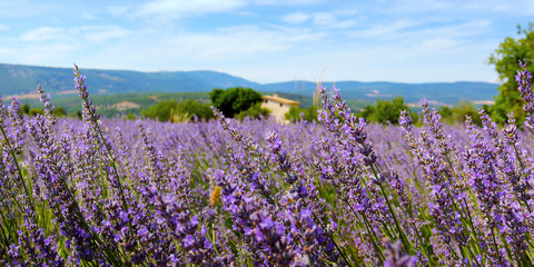 Fototapeta premium plantation of bunch of lavender in provence -south of france -