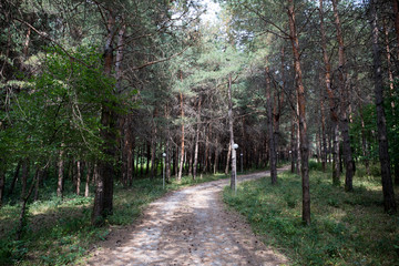 Fototapeta premium Forest landscape.Beautiful forest nature. Tall old pine trees. Summer sunny day.