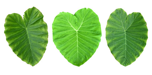 collection of taro leaf isolated on white background. Tropical plant