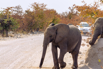 Elephant Family with baby in African Game Park crossing gravel road