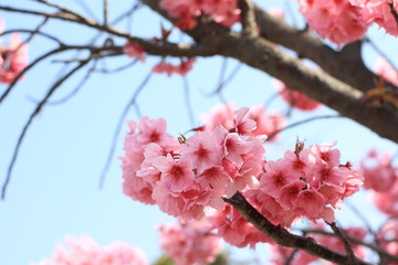 elegance cherry blossom on blue sky in March Japan