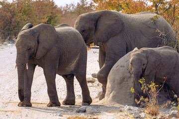 Elephant family with babies crossing unpaved road in bush, safari in Serengeti National Park, Tanzania, Africa. Sunny summer day during the dry season.