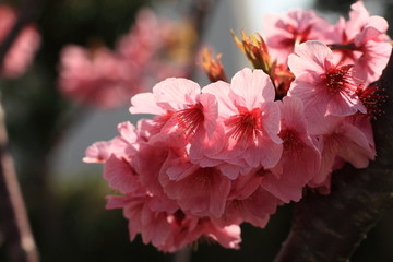 elegance cherry blossom on blue sky in March Japan