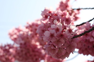 elegance cherry blossom on blue sky in March Japan