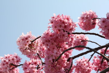 elegance cherry blossom on blue sky in March Japan