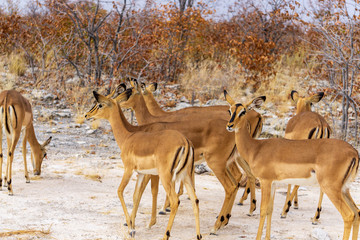 Obraz premium Springbok herd crossing a road in Etosha national park in Namibia