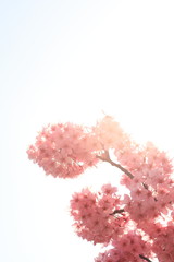 Sakura cherry blossom on white background with strong sun light
