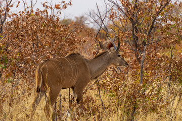 kudu bush etosha safari africa