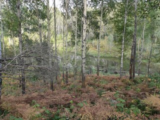 forest in autumn