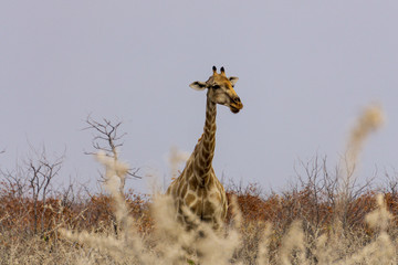 giraffe's head portrait made in prague zoo