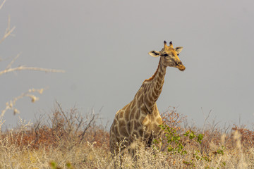 Giraffe looking over close-up