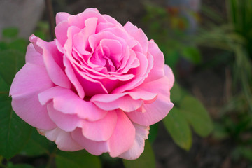  Pink rose in the garden.