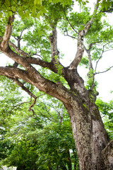 Fototapeta premium Geonbongsa Temple in Goseong-gun, South Korea.